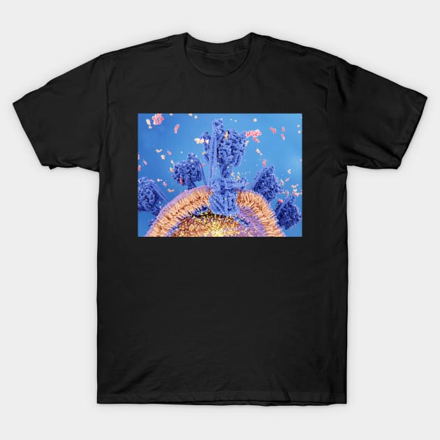 ATP synthase creating ATP, 3D Medical Biology illustration, Mitochondrion T-Shirt by ScienceSource